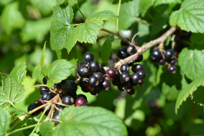 Must sõstar ´Almiai’ (Ribes nigrum) - P11 noortaim