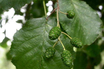 Sanglepp ehk Must lepp (Alnus glutinosa)