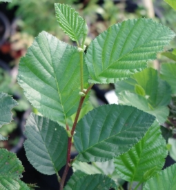 Sitka lepp (Alnus sinuata)