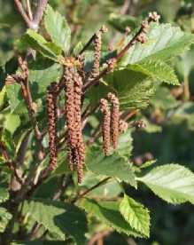 Roheline lepp (Alnus viridis)