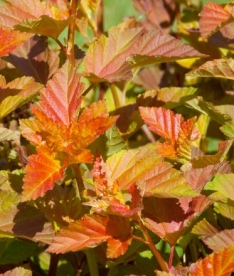 Põisenelas ´Amber Jubilee´ (Physocarpus opulifolius)