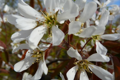 Lamarcki toompihlakas (Amelanchier lamarckii)