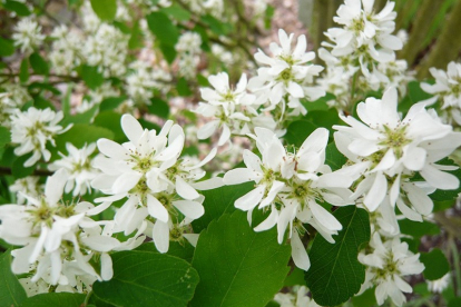 Lepalejeline toompihlakas - kultuursordi seemikud (Amelanchier alnifolia)