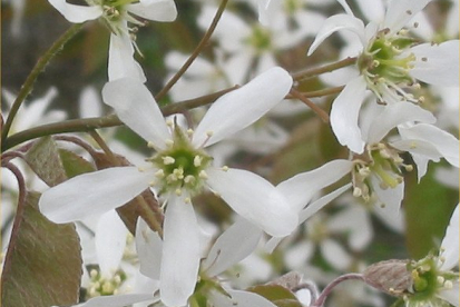 Kanada toompihlakas (Amelanchier canadensis)