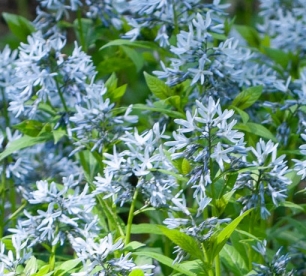 Pajuleheline amsoonia (Amsonia tabernaemontana)