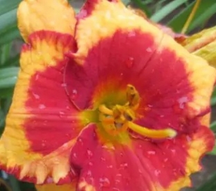 Päevaliilia ´Andy Candy´ (Hemerocallis)