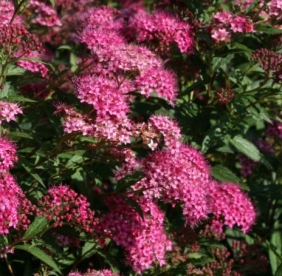 Jaapani enelas ´Anthony Waterer´ (Spiraea japonica)  - Tellimisel