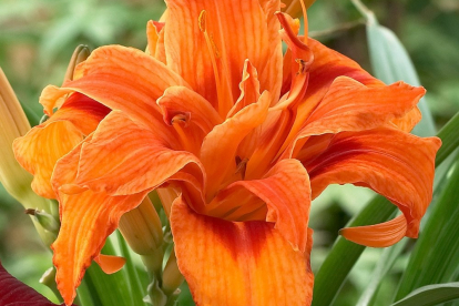 Päevaliilia ´Apricot Beauty´ (Hemerocallis)