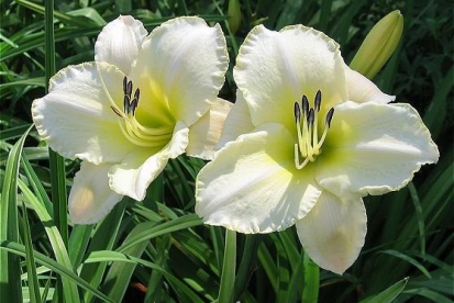 Päevaliilia ´Arctic Snow´ (Hemerocallis)