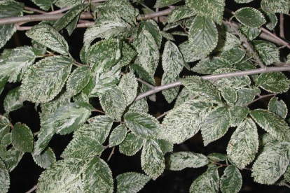 põldjalakas ´Argenteo-Variegata´ (Ulmus minor)