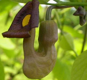 Suureleheline tobiväät (Aristolochia macrophylla)