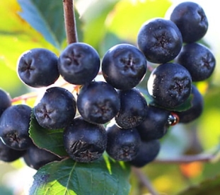 Aroonia sort ´Amit´ (Aronia)