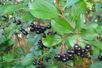 Tume aroonia (aronia melanocarpa)