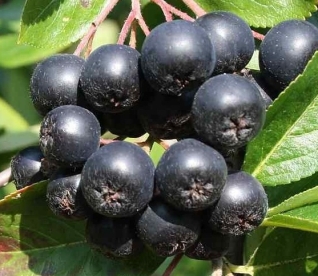 Aroonia sort ´Nero´ (Aronia prunifolia)