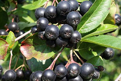 Tume aroonia (aronia melanocarpa) 1 m kõrgusel tüvel