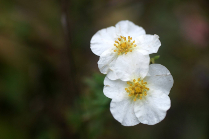 Põõsasmaran ´Arula Valge´ (Potentilla fruticosa) - P11 noortaim