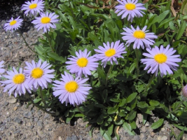 Alpi aster kääbus varieteet (Aster alpinus var. andersonii )