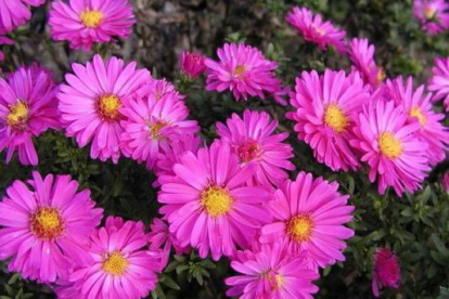 Madal aster ´Starlight´ (Aster dumosus)