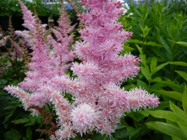 Astilbe ´Ice Cream´ (Astilbe arensi)