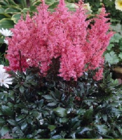 Astilbe ´Lollipop´ (Astilbe)