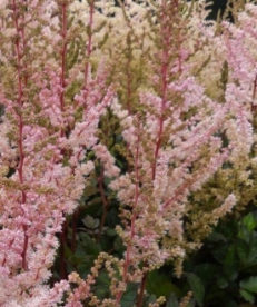 Astilbe ´Spotlight´ (Astilbe)