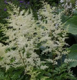 Astilbe ´Weisse gloria´ (Astilbe)