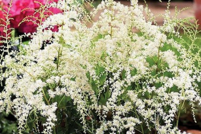 Astilbe ´White Sensatsion´ (Astilbe)