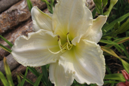 Päevaliilia ´Astolat´ (Hemerocallis)