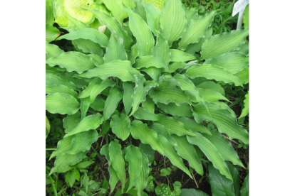 Hosta ´Atomic Elvis´ (Hosta)