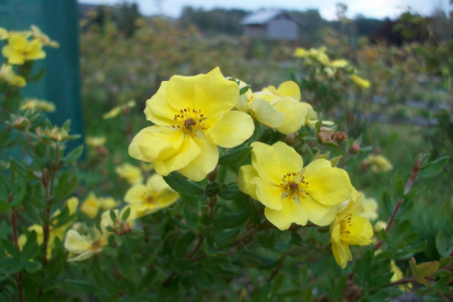 Põõsasmaran ´August Velner´ (Potentilla fruticosa)