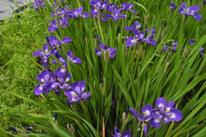 Siberi võhumõõk ´Baby sugar´ (Iris sibirica)