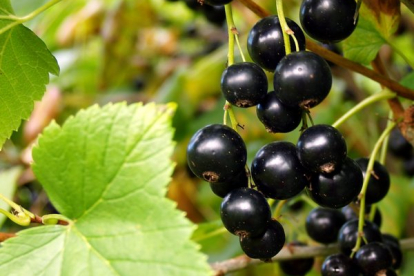 Must sõstar ´Bagira´ (Ribes nigrum)