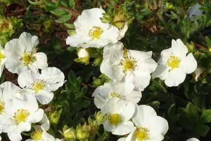 Põõsasmaran ´Bella Bianca´ (Potentilla fruitcosa)