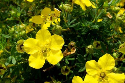 Põõsasmaran ´Bella Lindsey´ (Potentilla fruitcosa)