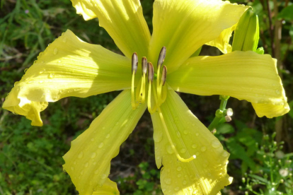Päevaliilia ´Ben Bachman´ (Hemerocallis)