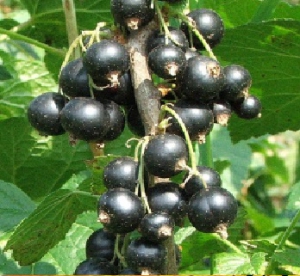 Must sõstar ´Ben Nevis` (Ribes nigrum)
