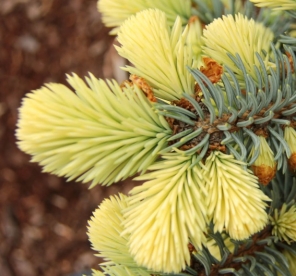 Torkav kuusk ´Biabolok´ (Picea pungens)
