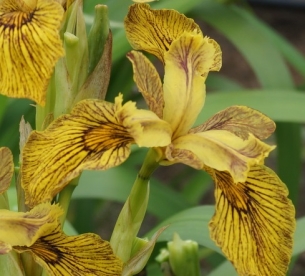 Kollane võhumõõk ´Berlinen Tiger´ (Iris pseudacorus)