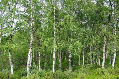 Arukask (Betula pendula) - 2 m kõrgused mullapalliga taimed (Kevad 2022 mullapalliga)