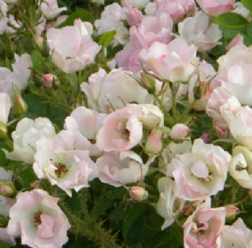 Kurdlehine kibuvits ´Ābeļzieds´ (Rosa rugosa) - Tellimisel