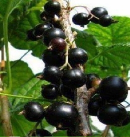 Must sõstar ´Binar´ (Ribes nigrum)