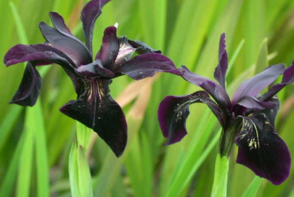 Birma iirise - võhumõõga mustaõieline vorm ´Black form´  (Iris chrysographes  )