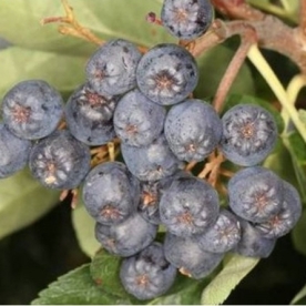 Petlik pihlaroonia ´Balck Ruby´ (Sorbaronia fallax) - taim kuni 0,5 m okulaat