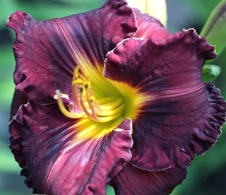 Päevaliilia ´Black Stocking´  (Hemerocallis)