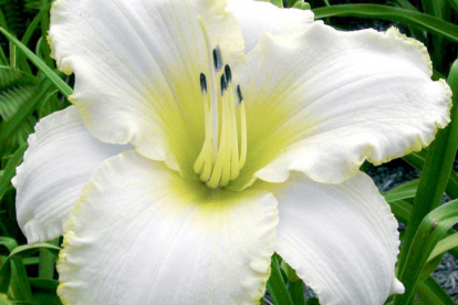 Päevaliilia ´Blizzard bay´ (Hemerocallis)