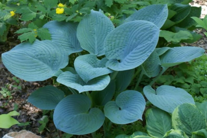 Hosta ´Blue Hawaii´ (Hosta)