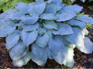 Hosta ´Blueberry Muffin´ (Hosta)