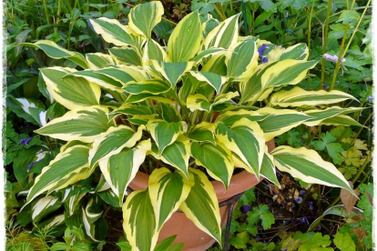 Hosta ´Bob Olson´ (Hosta)