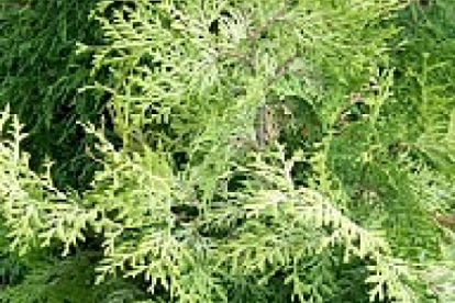 Harilik elupuu ´Bor´ (Thuja occidentalis)