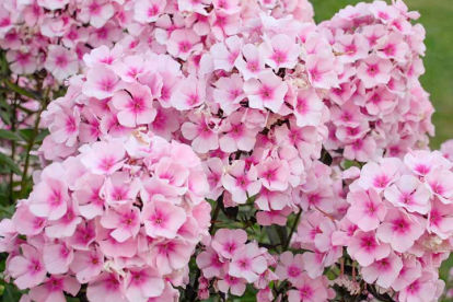 Floks ´Bright Eyes´ (Phlox paniculata)